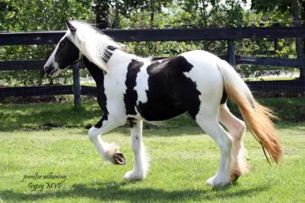 Gypsy Vanner Horses for Sale | Filly | Haley